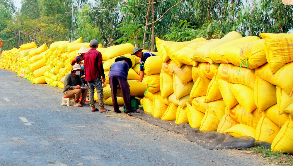 Giúp nông dân trồng lúa tích hợp các giải pháp giảm thất thoát sau thu hoạch ảnh 1