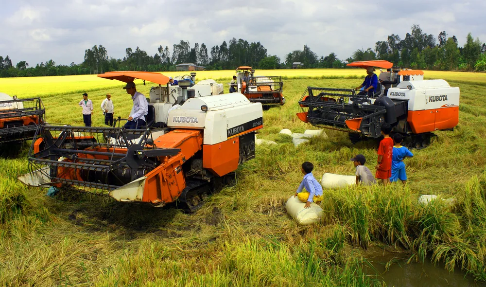 Giảm lượng giống gieo sạ - “chìa khoá” thành công cho hạt gạo ảnh 1