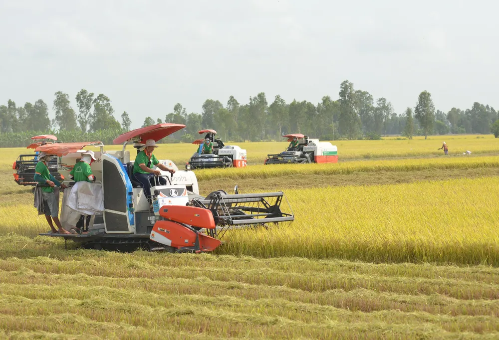 Sản lượng lúa năm 2023 của ĐBSCL đạt gần 24 triệu tấn