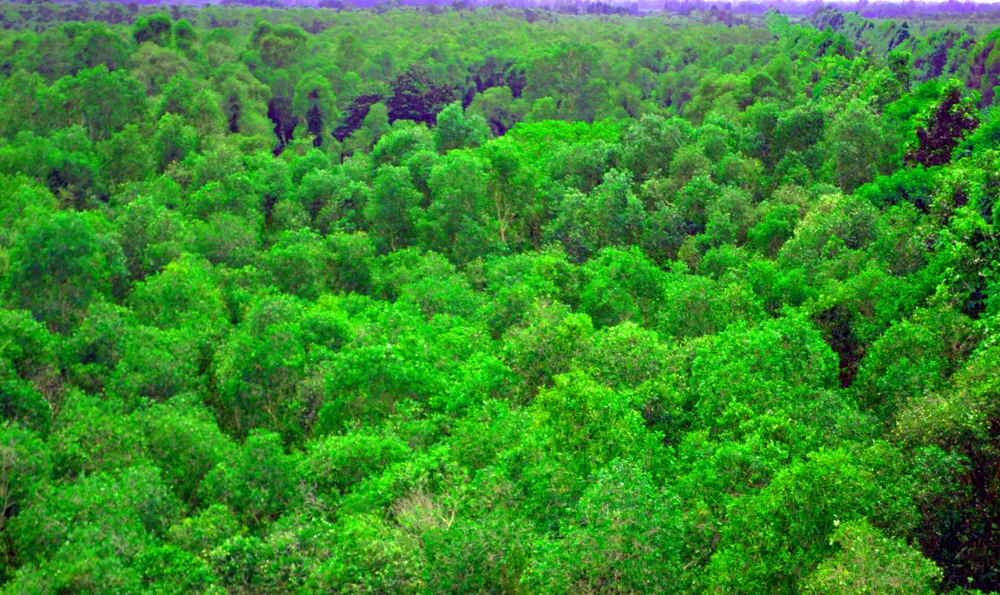 11- Từ trên tháp quan sát nhìn xuống một màu xanh chạy dài ngút  ngàn trong Lung Ngọc Hoàng DSC_0342.jpg