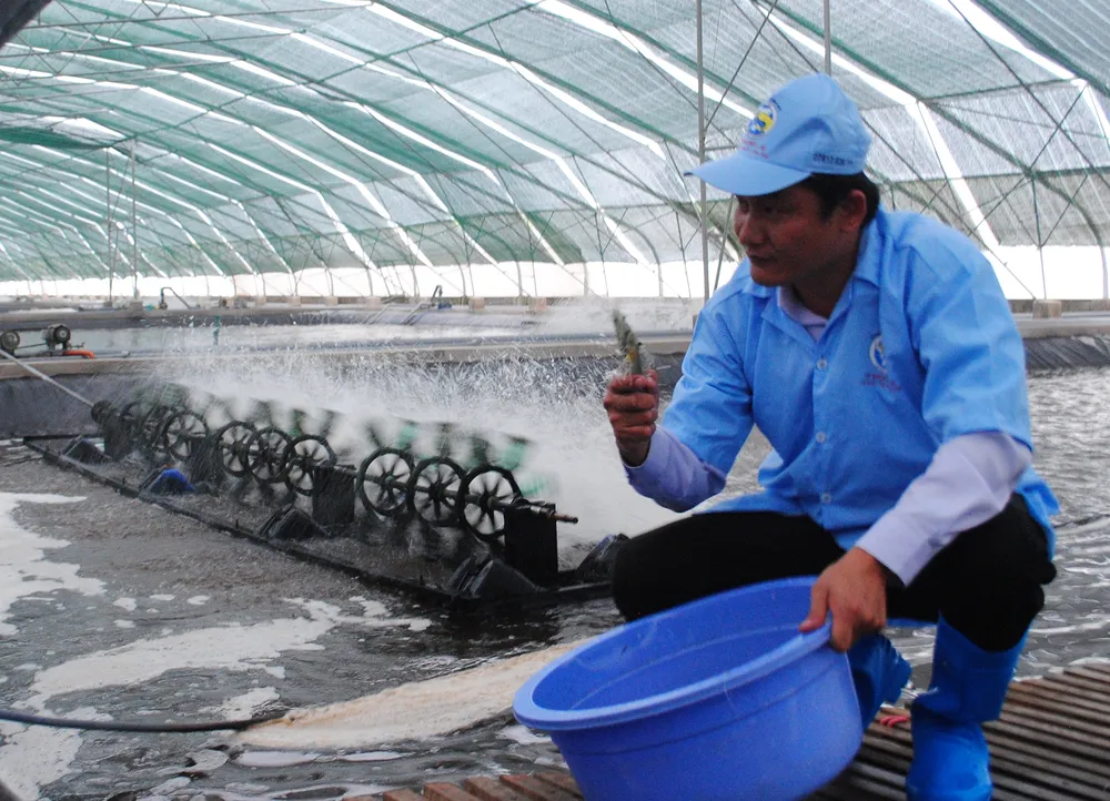 6-  Bạc Liêu đã tạo nhiều dấu ấn từ các mô hình nuôi tôm ứng dụng công nghệ cao .jpg