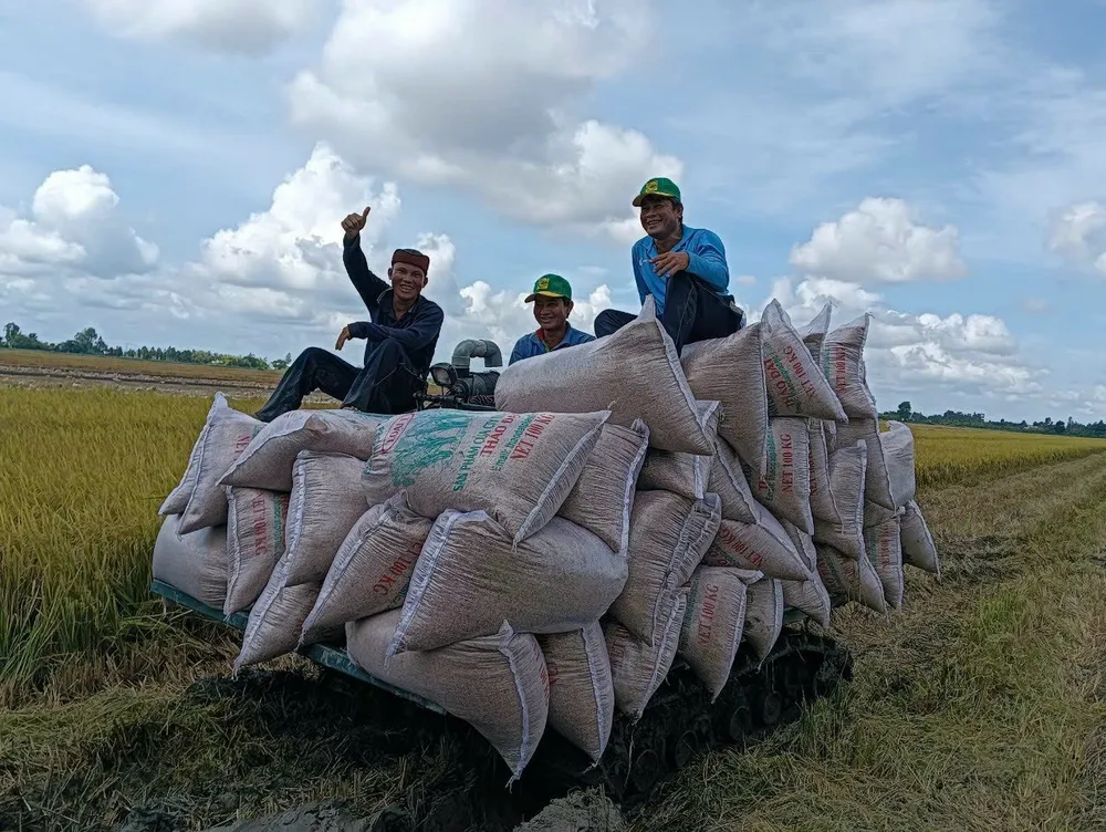 12- Nông dân TP Cần Thơ vui mừng khi được mùa trúng giá khi tham gia sản xuất lúa the Đề án.jpg