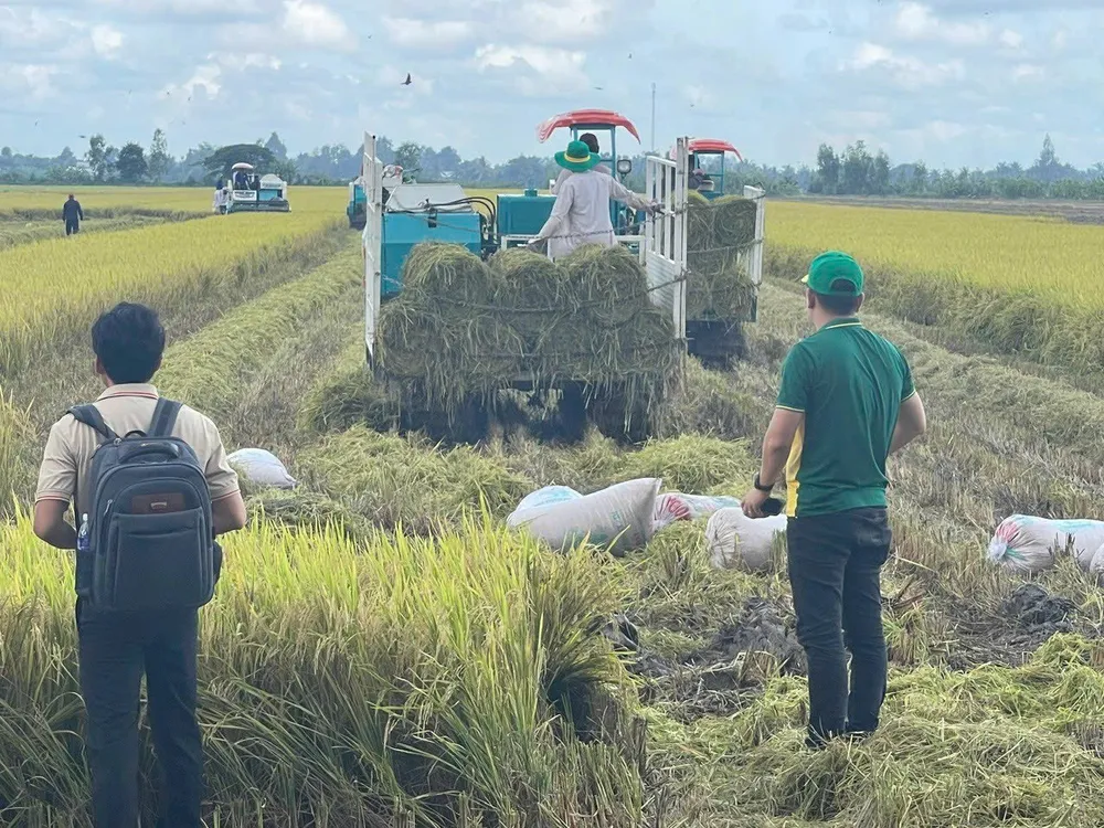 Nông dân TP Cần Thơ thu hoạch lúa tại ruộng lúa thực hiện Đề án.jpg