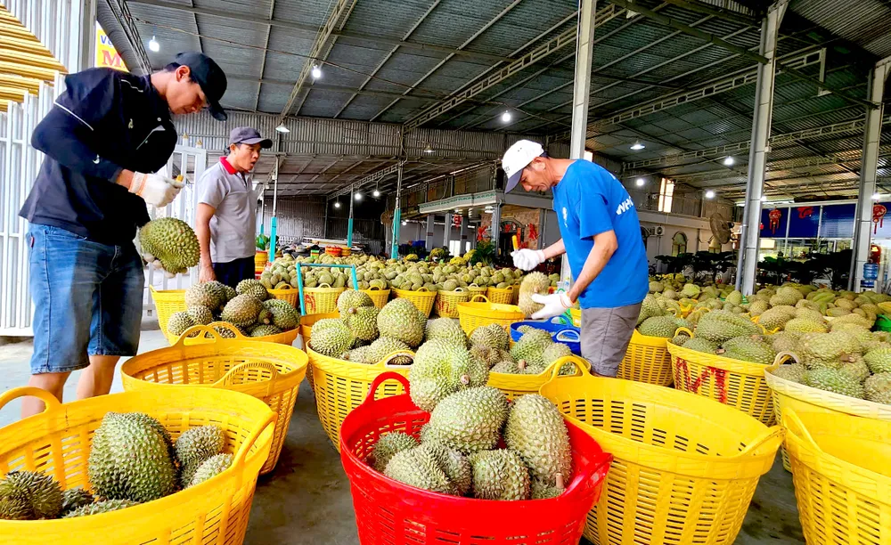 Một vựa thu mua sầu riêng tại huyện Cái Bè, tỉnh Tiền Giang. Ảnh: NGỌC PHÚC