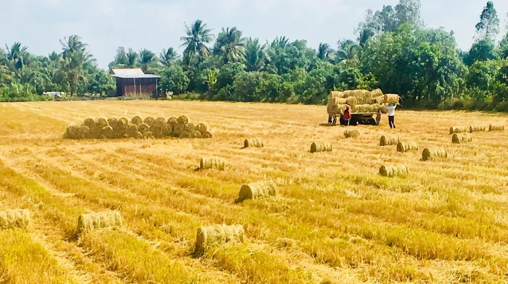 6- Nông dân miền Tây bắt đầu quan tâm và thu hoạch rơm trên đồng.jpg