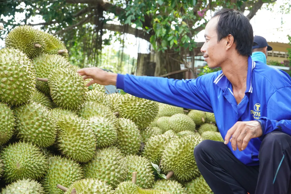 3- Sầu riêng là loại trái cây đang mang đến nguồn thu nhập cao cho nông dân miền Tây.JPG