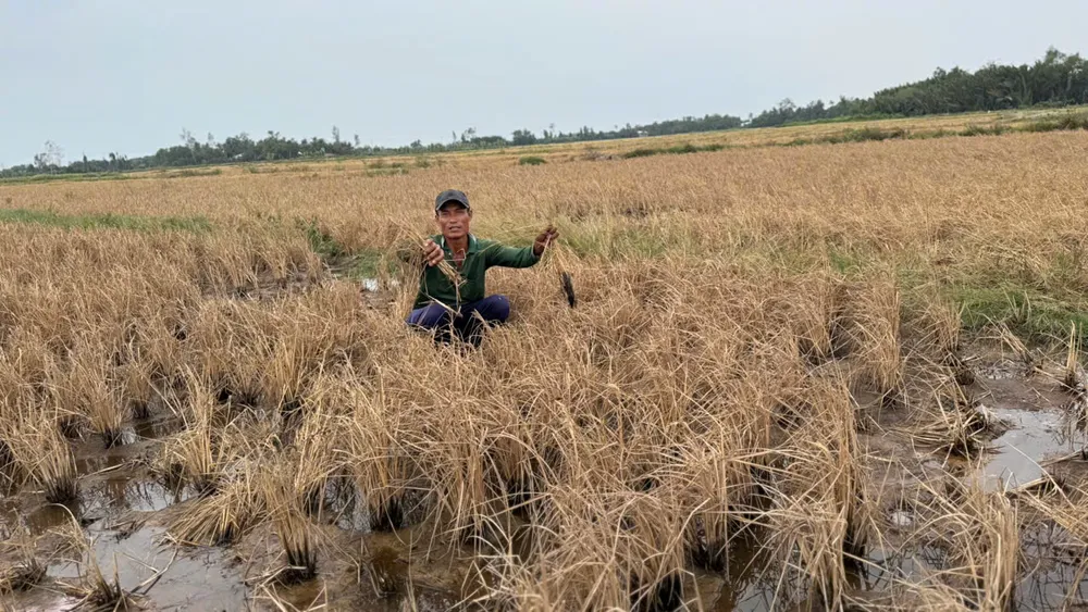 Lúa chết cạnh công trình cao tốc trên địa bàn tỉnh Hậu Giang