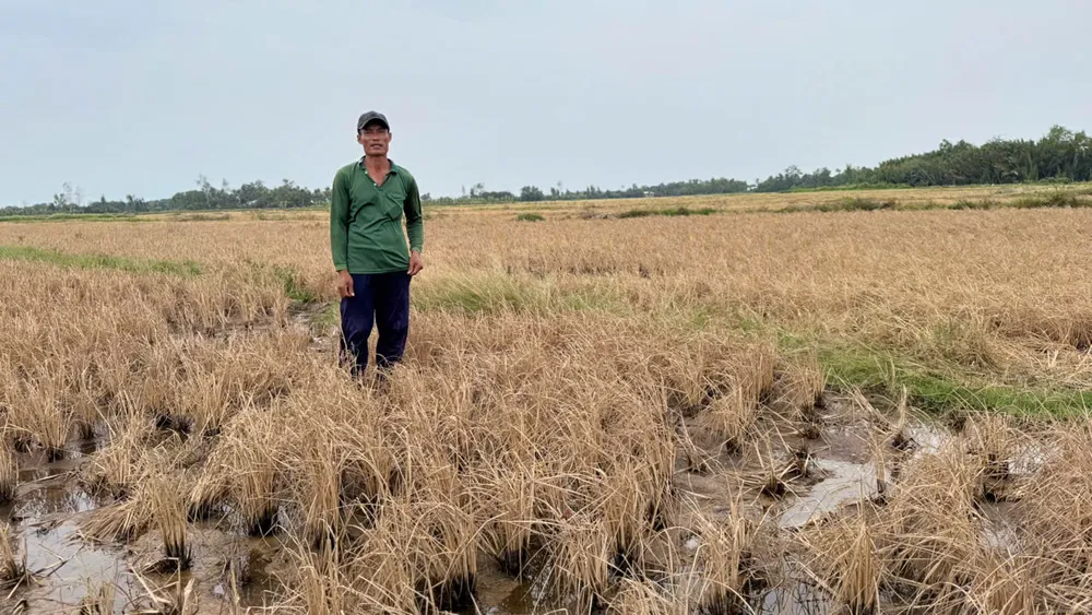 Lúa của nông dân huyện Long Mỹ chết cặp cao tốc Cần Thơ - Cà Mau rất cần rửa mặn để tái canh tác
