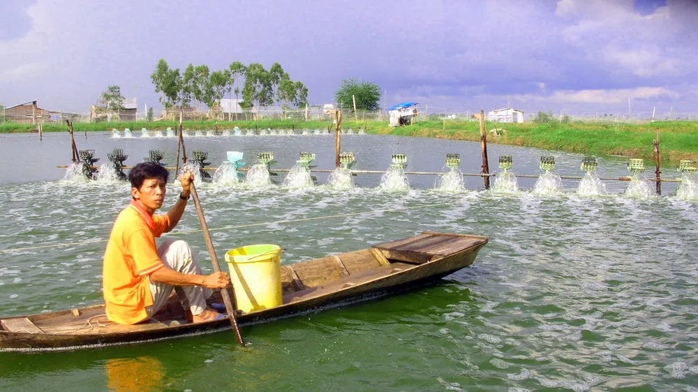 Chất lượng môi trường nước suy giảm, nguy cơ dịch bệnh trên vùng nuôi tôm rất cao