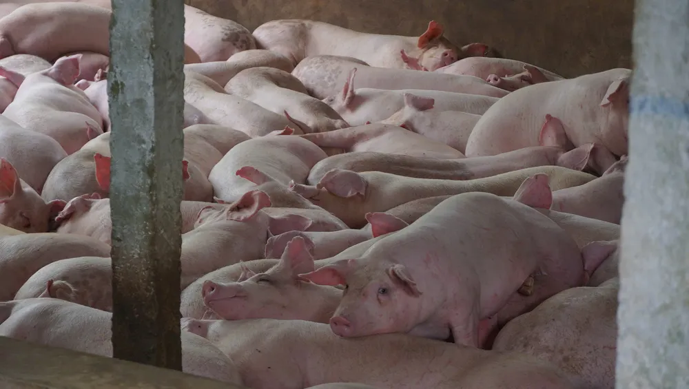 Khu chuồng heo tại cơ sở Dững - Nga