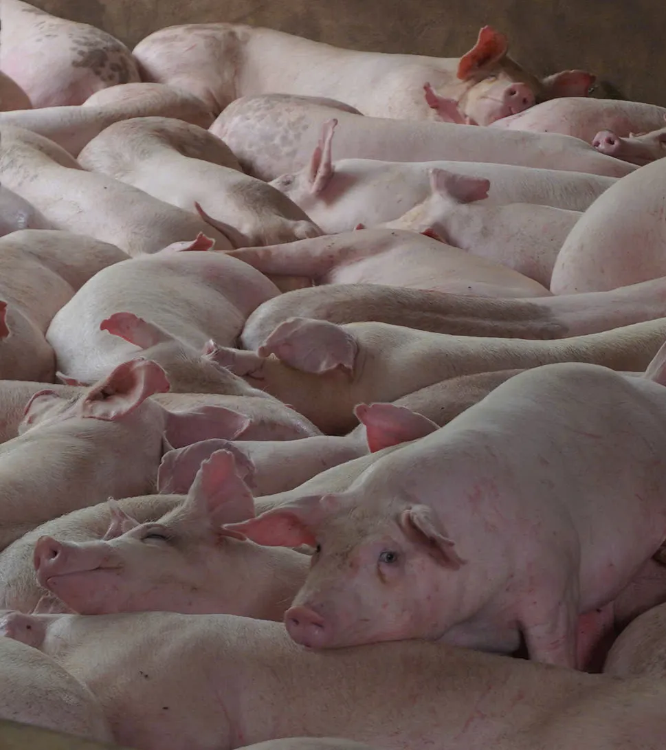 27-7 heo được tập kết tại một sớ sở giết mổ ở TP Cần Thơ.jpg