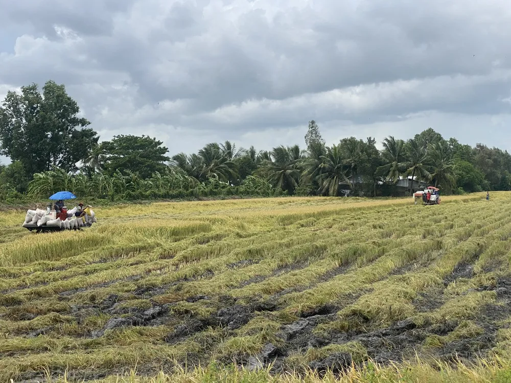 Nông dân TP Cần Thơ tranh thủ thu hoạch lúa hè thu