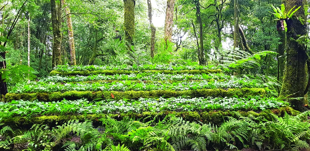 Sâm Ngọc Linh Kon Tum K5: Hành trình 20 năm - Thành quả đến từ sự kiên trì ảnh 2