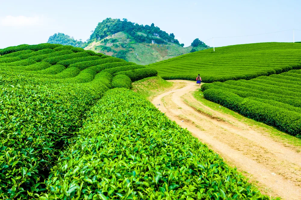 “Bí kíp” giữ trọn hương vị trà tự nhiên của TH true TEA ảnh 3