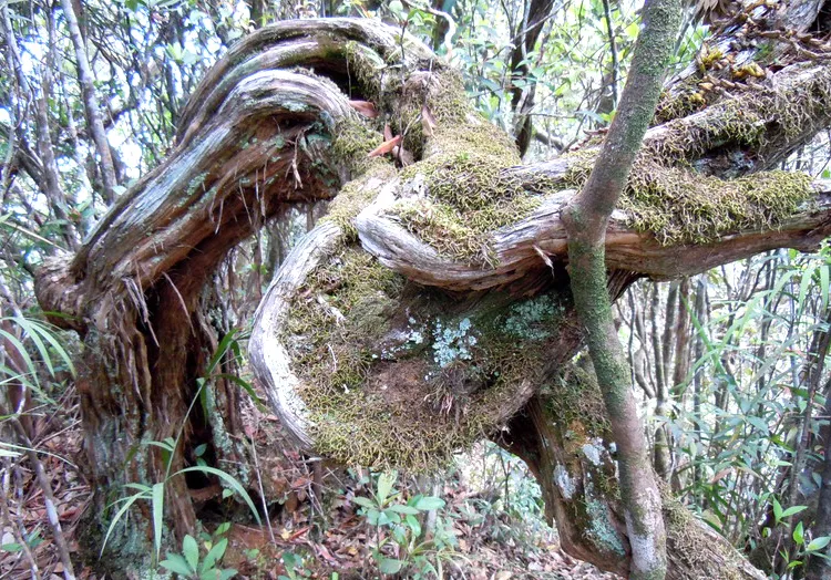 Hoang sơ Bạch Mã ảnh 3