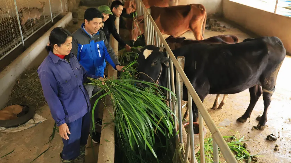 Người dân ở xã Sơn Giang (huyện Hương Sơn, Hà Tĩnh) nuôi nhốt gia súc tại chuồng để tránh rét. Ảnh: DƯƠNG QUANG