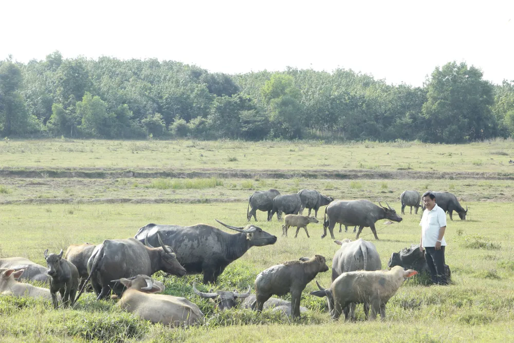 Đàn trâu tại trang trại của ông Hai Hưng