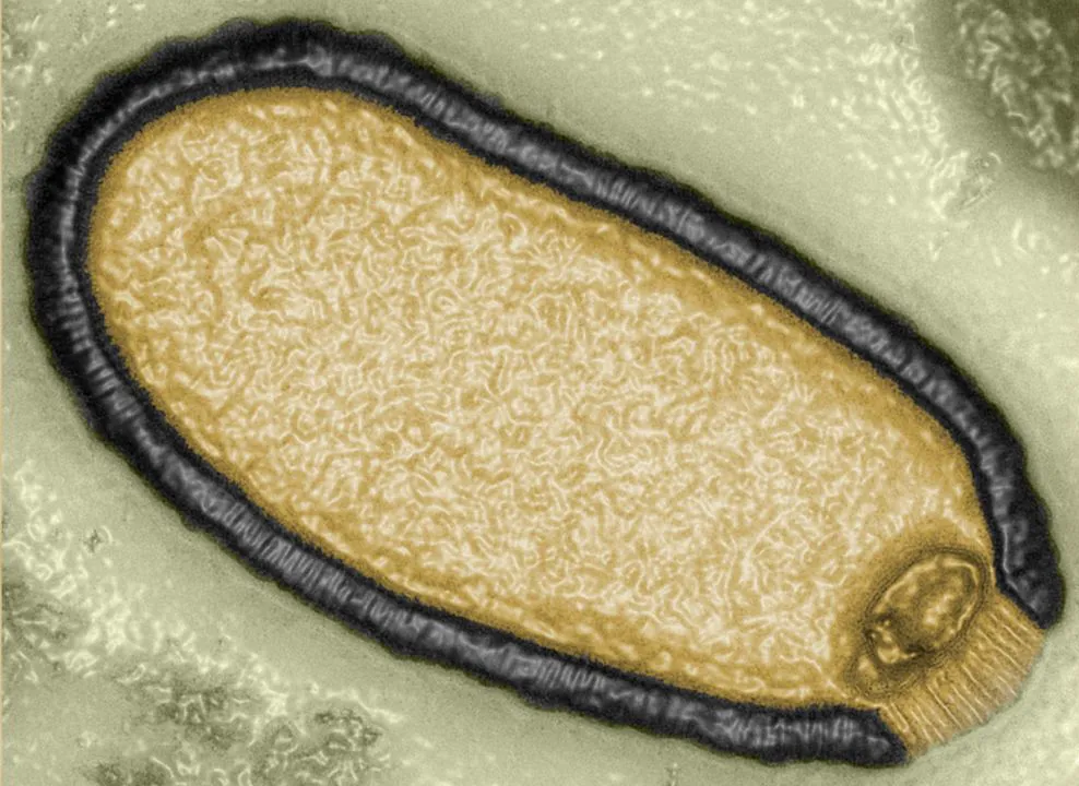 Một virus cổ đại được phân lập từ một mẫu băng vĩnh cửu