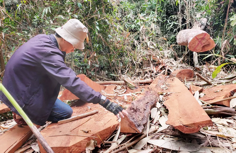 Phóng viên Báo SGGP thâm nhập điều tra hiện trường vụ “xẻ thịt” cây cổ thụ trong rừng phòng hộ tại tỉnh Bình Định vào giữa tháng 3-2023