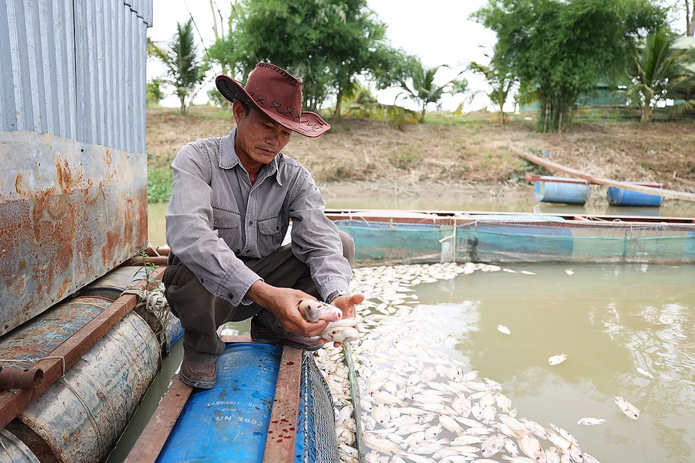 Cá chết hàng loạt trên sông Sêrêpốk