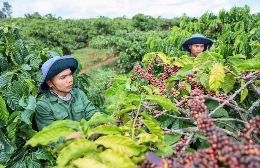 Những vườn cà phê năng suất cao tại tỉnh Đắk Lắk 