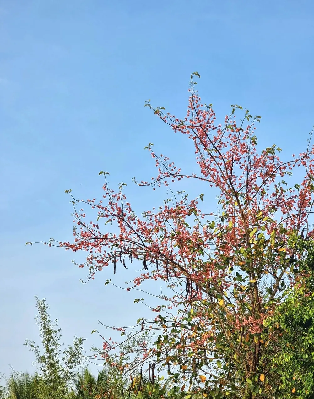 Miền châu thổ mùa này, bông ô môi bắt đầu rực sắc. Ảnh: VINH VÕ