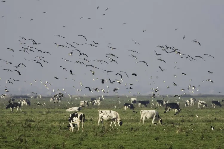 Nguy cơ gia súc nhiễm virus cúm H5N1 từ chim di cư ở Mỹ. Ảnh: EPA