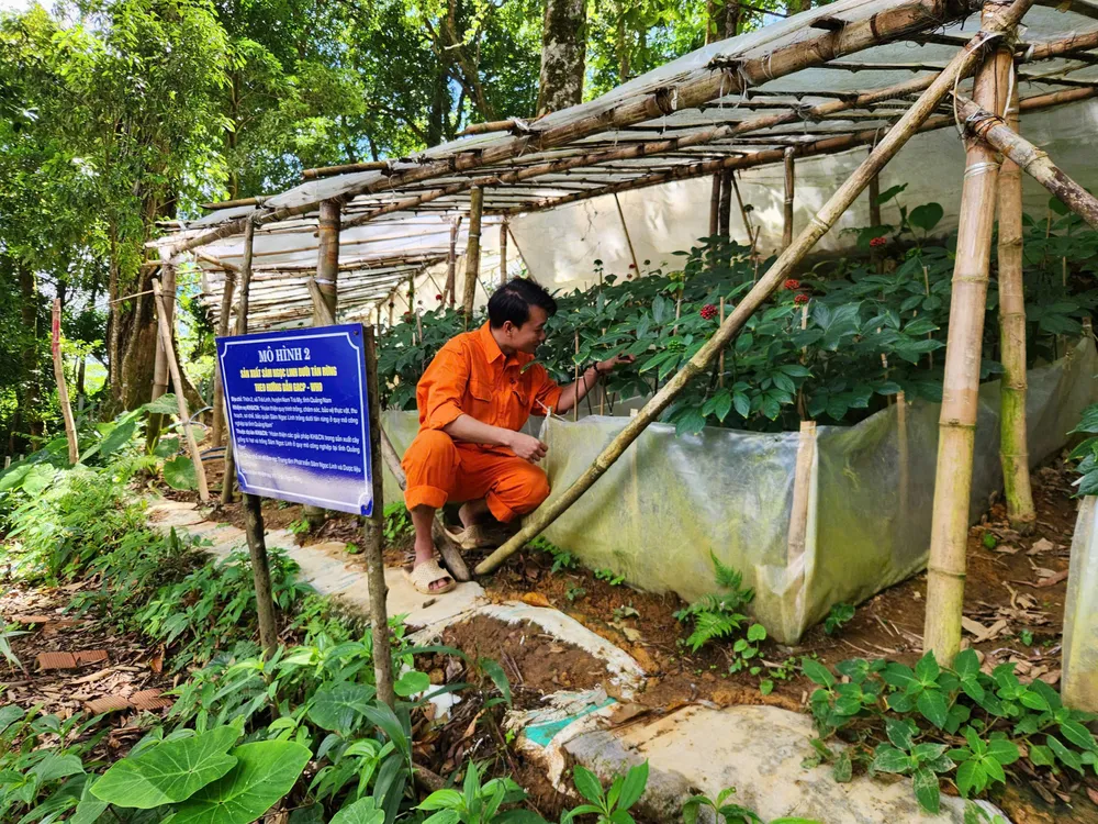 Mô hình thử nghiệm trồng sâm Ngọc Linh dưới tán rừng quy mô công nghiệp theo hướng dẫn GACP của WHO tại xã Trà Linh (huyện Nam Trà My, tỉnh Quảng Nam)