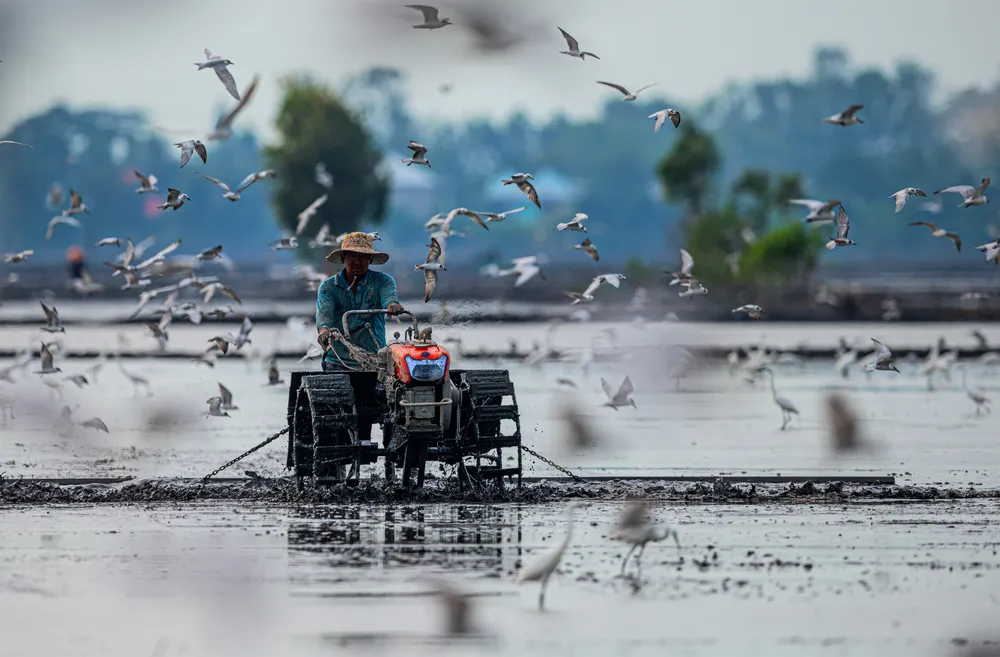 Nước non ngàn dặm - Chuẩn bị vụ mới.jpeg