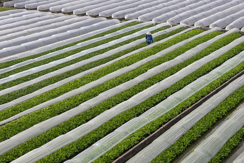 Phát triển xanh - Rau an toàn.jpeg