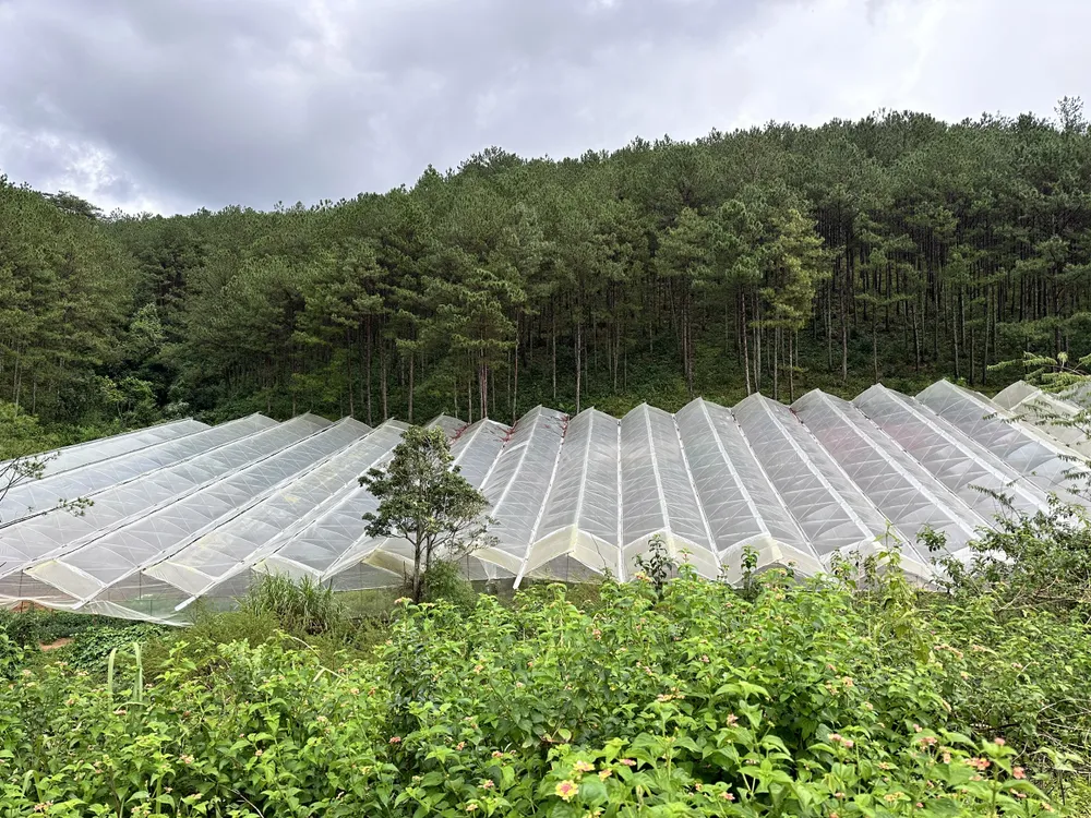 Khu nhà kính dựng trên đất rừng ở phường 5, TP Đà Lạt gây trở ngại cho quá trình khôi phục rừng