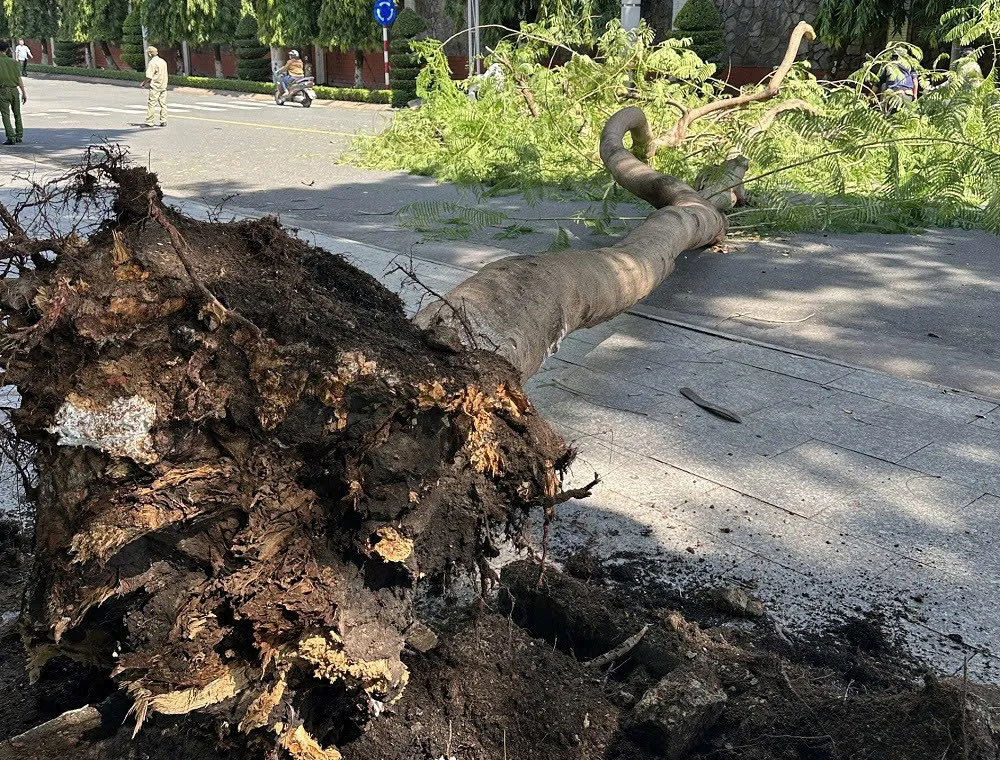 Cây xanh bật gốc chắn ngang đường ở phường Hiệp Thành, TP Thủ Dầu Một, Bình Dương.jpg