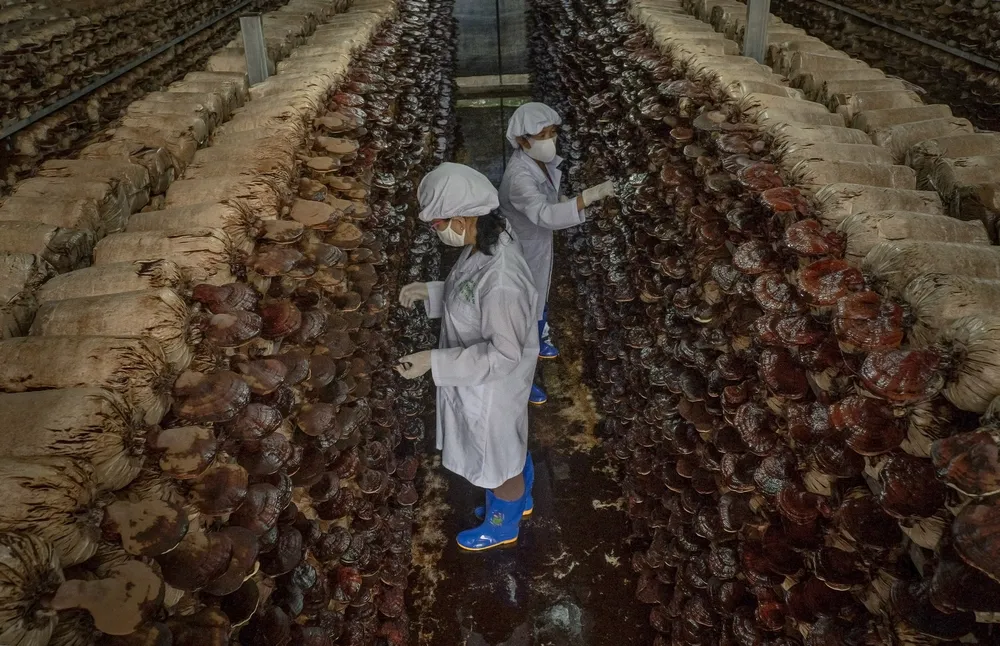 Phát tiển mô hình trồng nấm linh chi.jpeg