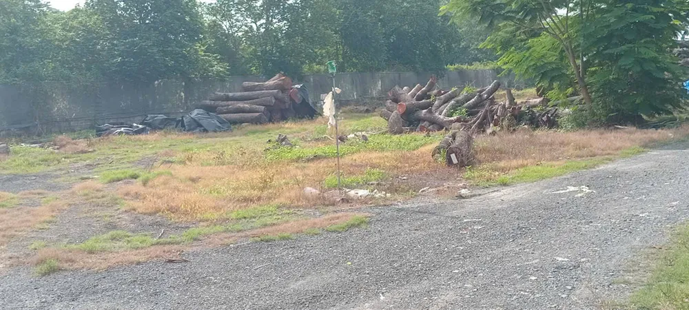 Sau khi bị đốn hạ, gỗ được tập kết về bãi gỗ của Công ty TNHH Xây dựng Môi trường xanh, đường Hồ Văn Tắng, xã Tân Phú Trung, huyện Củ Chi, TPHCM. Ảnh: MINH HẢI