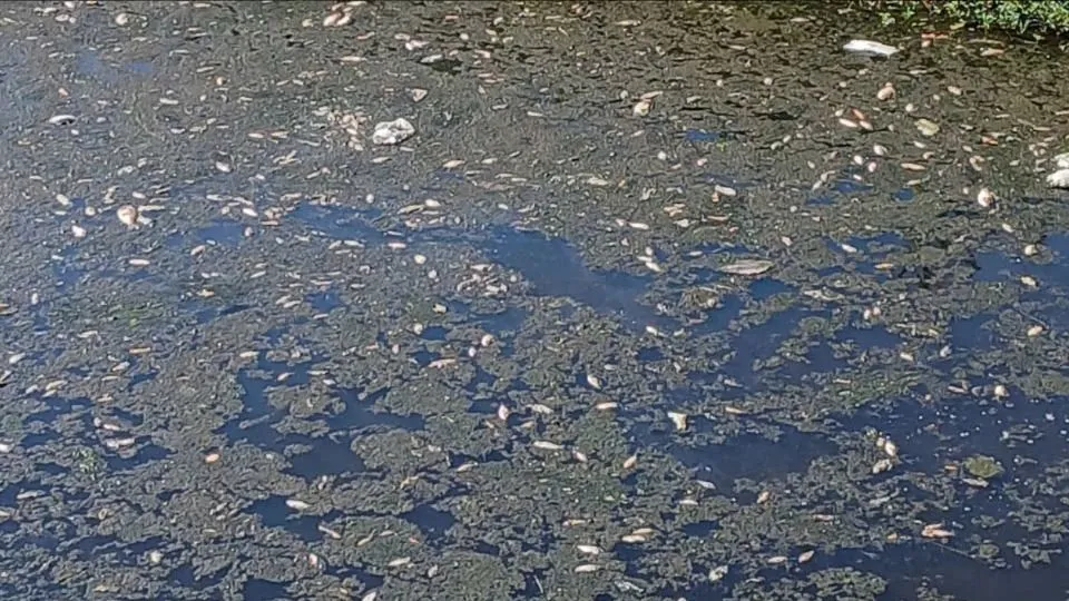 Huế: Tìm nguyên nhân cá chết nổi trắng mặt nước