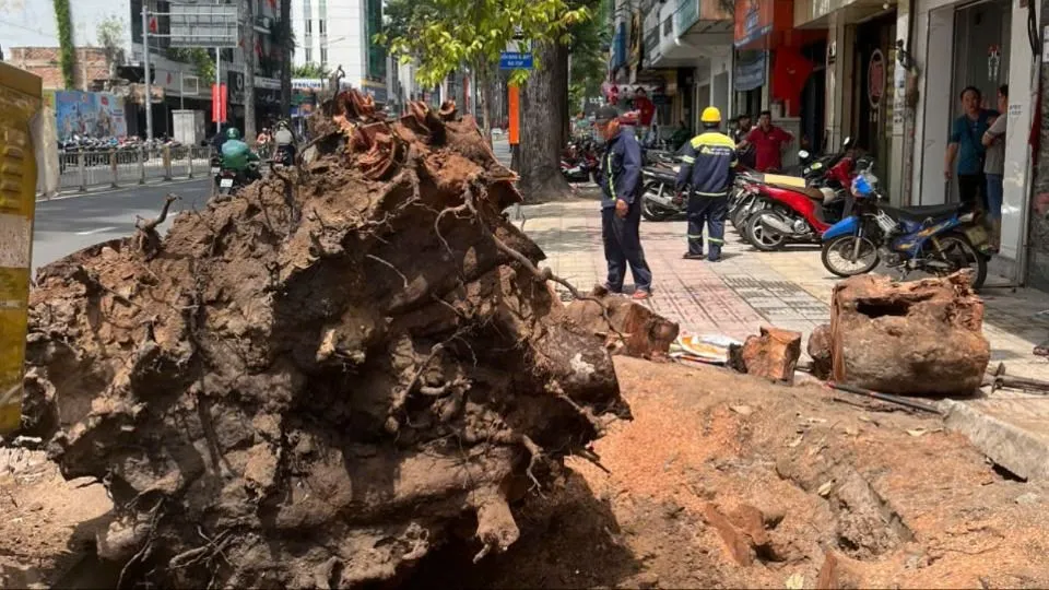 18/185 cây xanh trên đường Trần Hưng Đạo đã bị đốn hạ