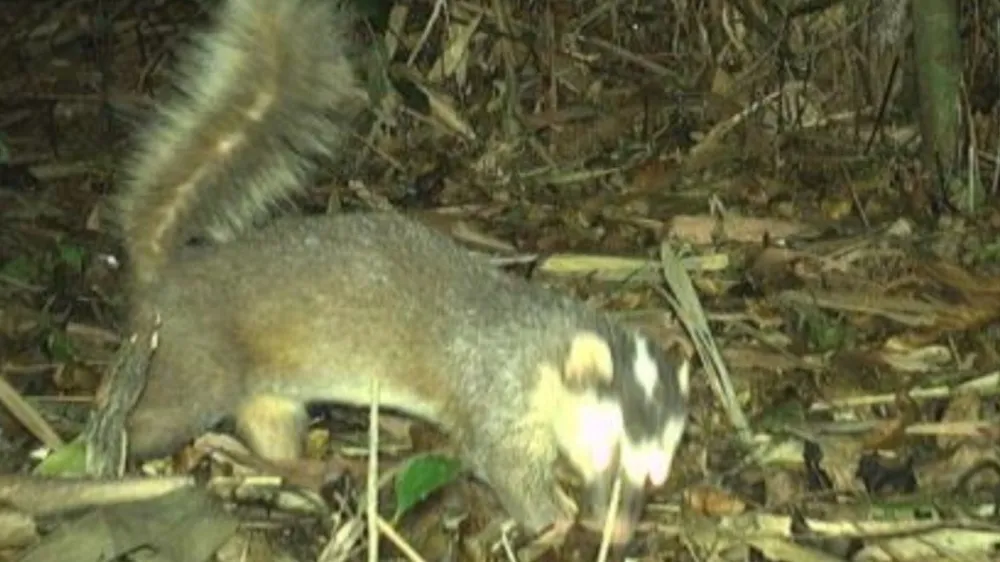 Thỏ sọc Trường Sơn và gấu ngựa bất ngờ xuất hiện ở Khe Nước Trong