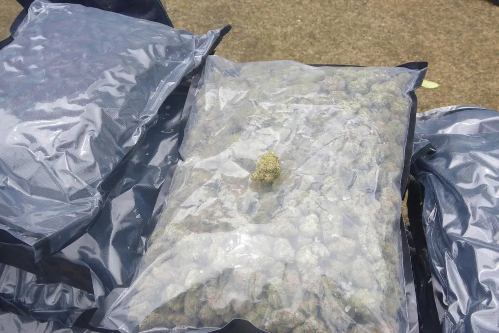 Kết luận của Công an TPHCM về việc giám định 81kg vật thể được Đồn Biên phòng Bình Châu tiếp nhận từ ngư dân là cần sa khô..jpg