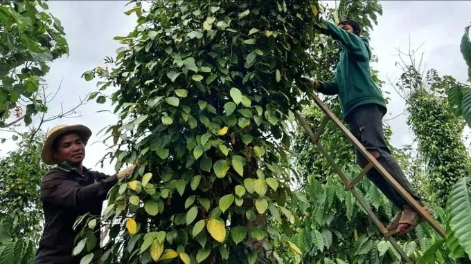 Nhiều triển vọng trong niên vụ thu hoạch hồ tiêu 2026