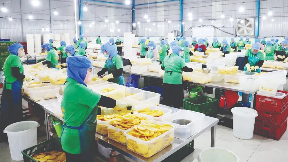 Công nhân sơ chế nông sản tại Công ty TNHH TM chế biến nông sản thực phẩm Tuấn Đạt, phường An Lạc, TPHCM. Ảnh: HOÀNG HÙNG