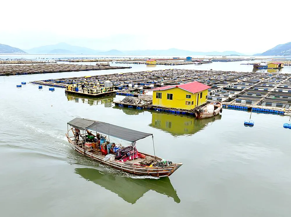 Tàu cá trú ẩn tại khu vực nuôi trồng thủy sản ngoài khơi Sandu'ao (tỉnh Phúc Kiến, Trung Quốc), ngày 10-7. Ảnh: THX