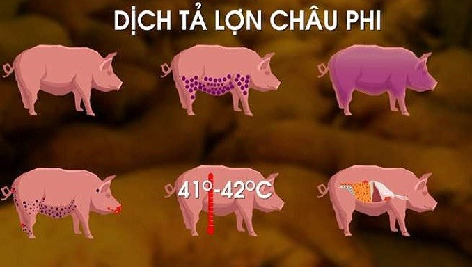 广治省面临非洲猪瘟疫情复发风险。