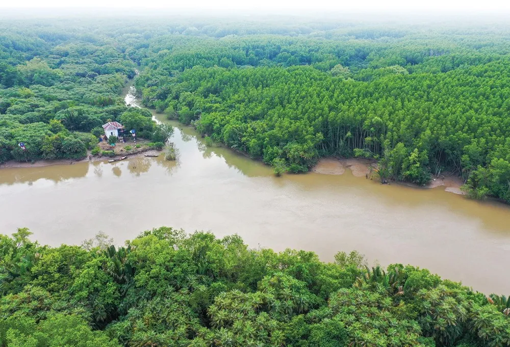 Rừng Cần Giờ. Ảnh: HOÀNG HÙNG