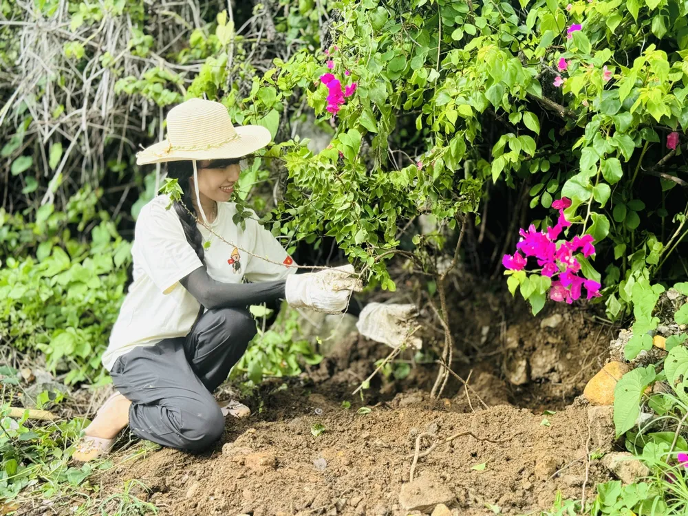 Các gốc hoa giấy được trồng trên tuyến đường từ Cảng Hàng không Côn Đảo về trung tâm Côn Đảo