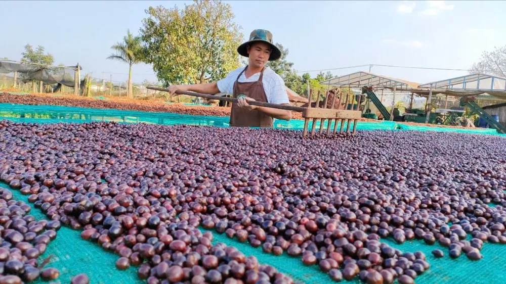Nông dân tỉnh Lâm Đồng thu hoạch cà phê. Ảnh: CTV
