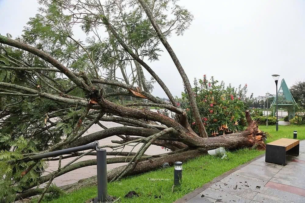 春香湖畔的蓝花楹树连根拔起。图：陈玉瑞