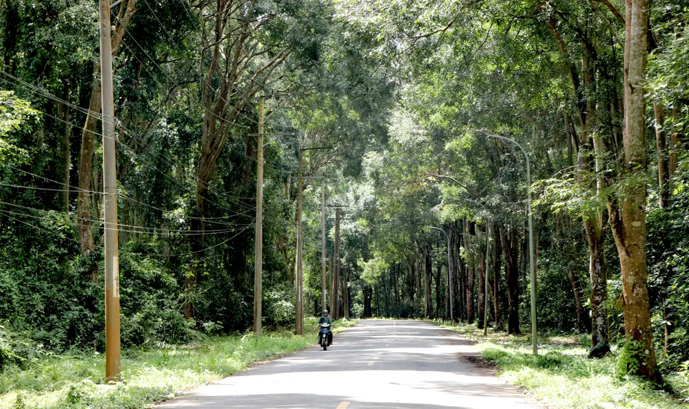 rung xuan son 26.JPG