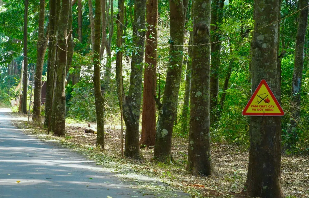 rung xuan son 19.jpg