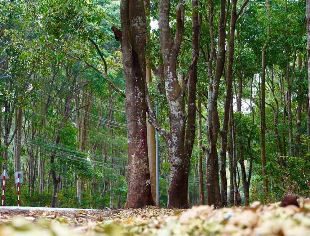 rung xuan son 20.jpg