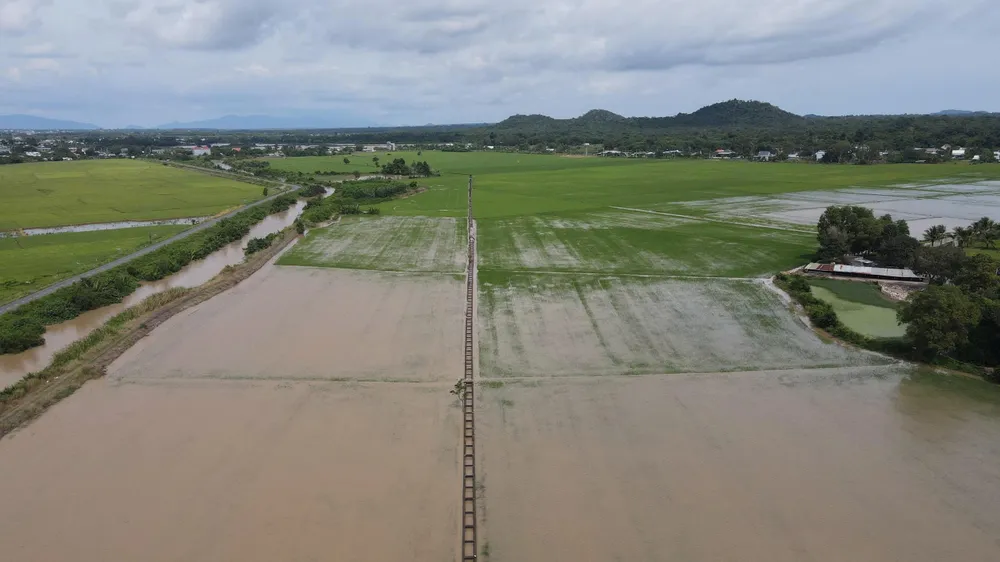 ngap lut hoa mau.jpg